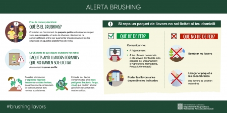 Infografia Brushing