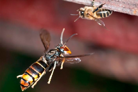 La vespa asiàtica, a la part inferior, davant d'una abella