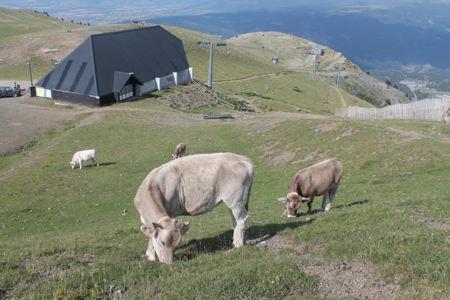 Niu de l'àliga La Molina