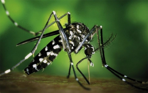 El mosquit tigre