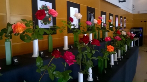 Categoria millor rosa