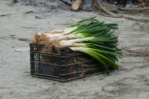 calçots