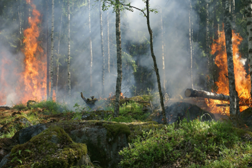 ajuts incendis forestals