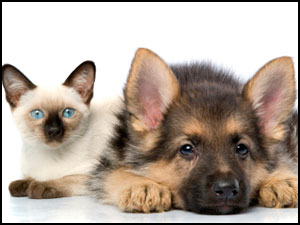 Campanya d'animals
