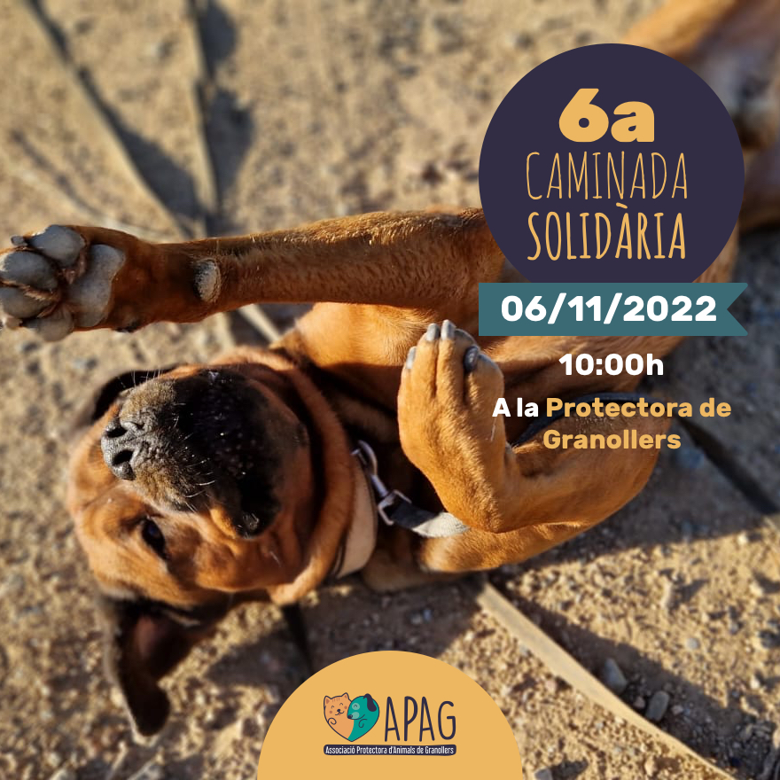 6a caminada solidària Protectora