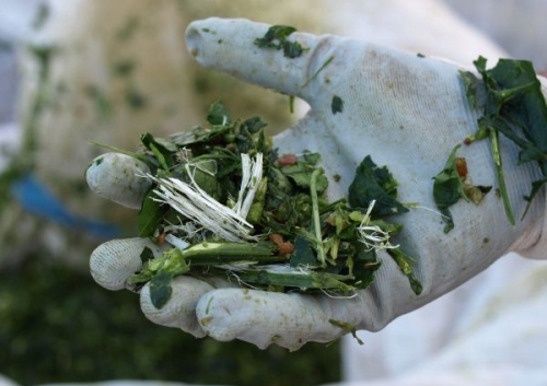 Recollida de restes vegetals