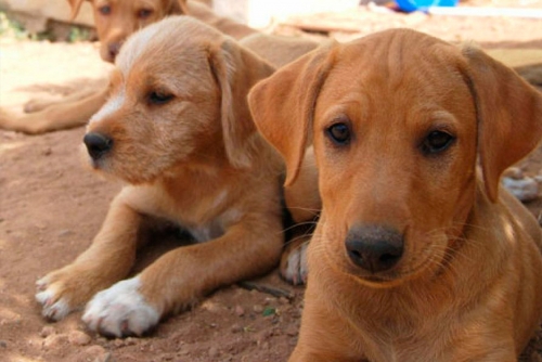 Animals de companyia