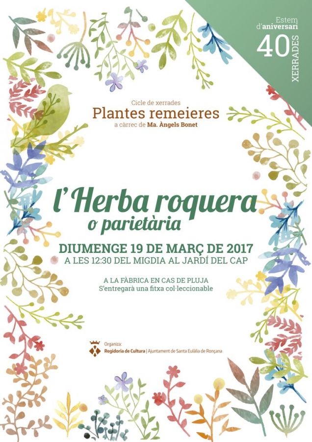 Herba roquera