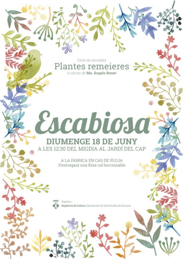Escabiosa