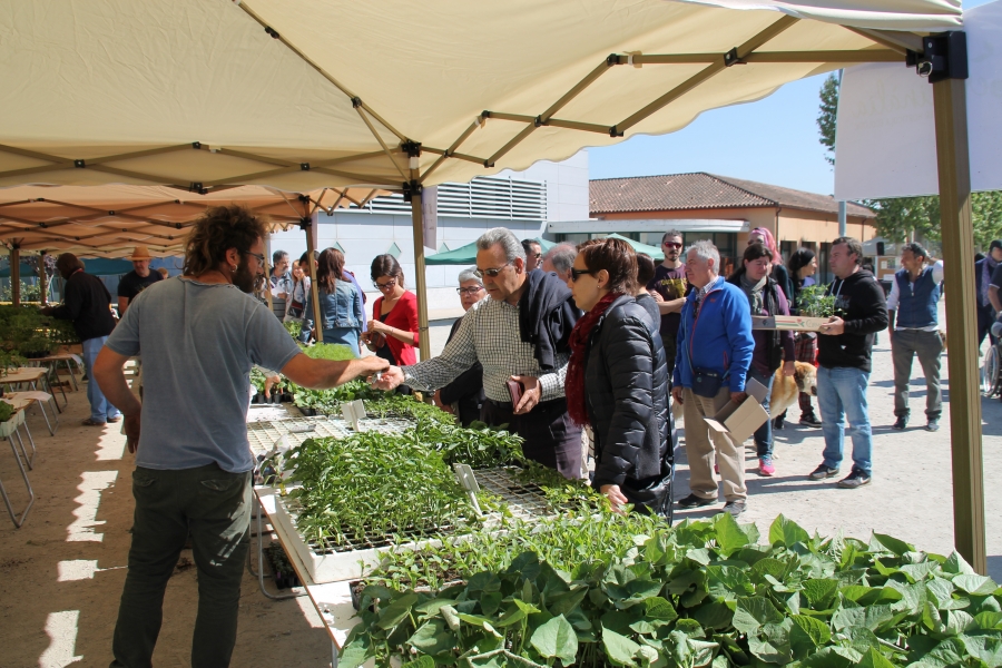 Mercat del planter