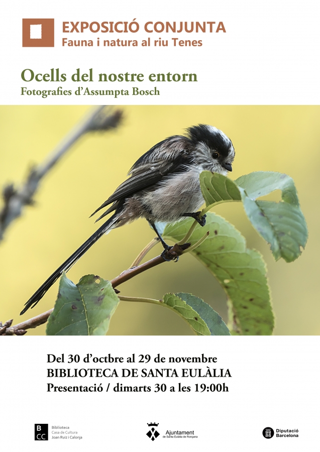 Ocells del nostre entorn