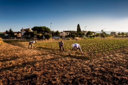 Un dels camps del sector agrícola, a Santa Eulàlia