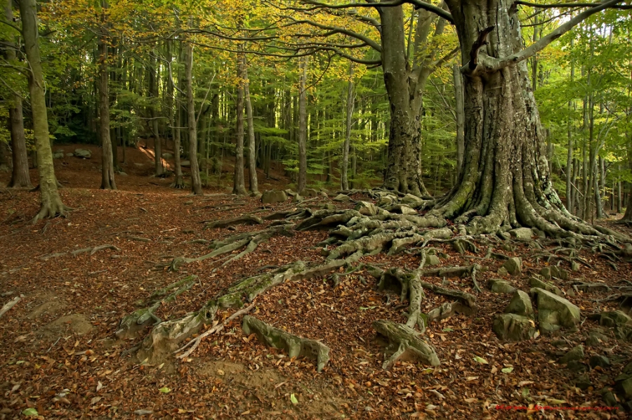 Sortida Montseny - Tagamanent