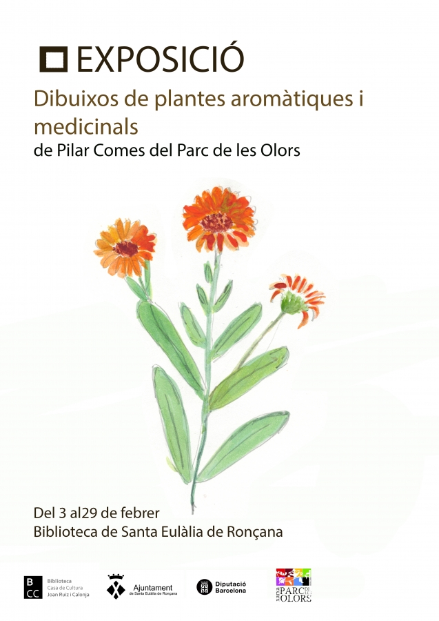 Dibuixos de plantes aromàtiques i medicinals