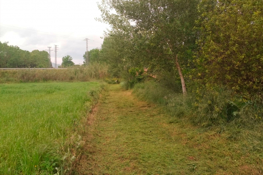 Treballs de desbrossada del camí fluvial