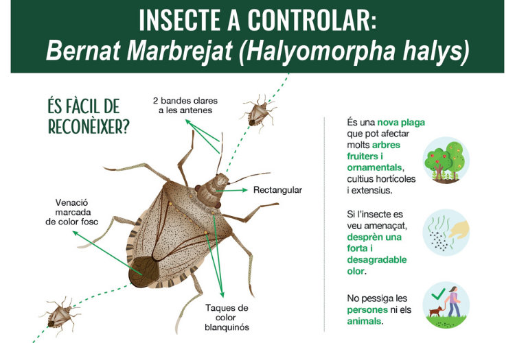 Plaga de bernat marró