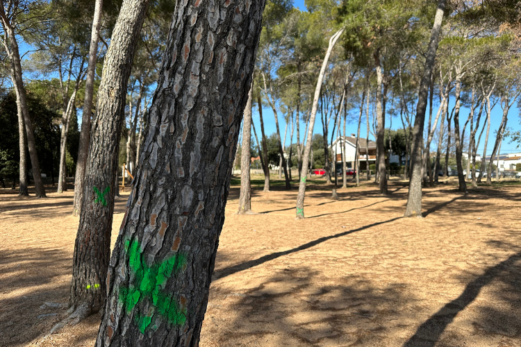 Bosquet Ronçana