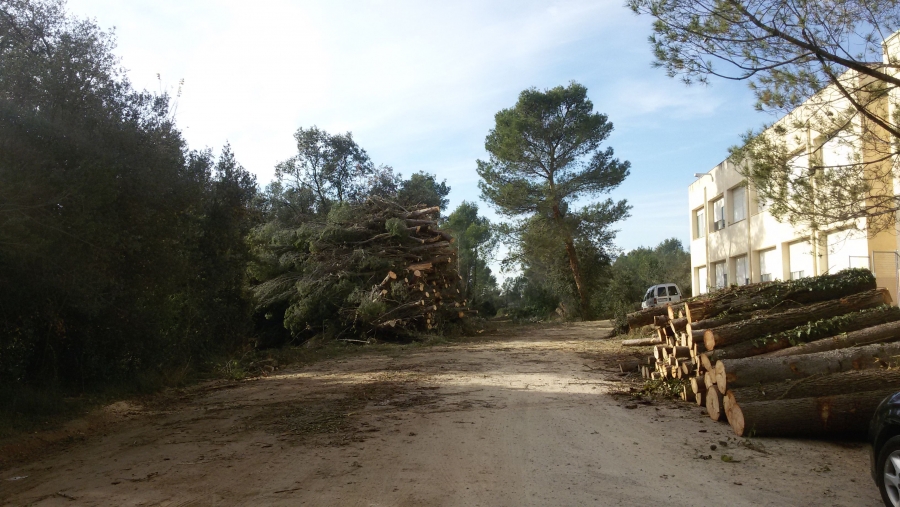 Neteja bosc IES