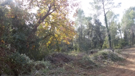 Neteja bosc IES