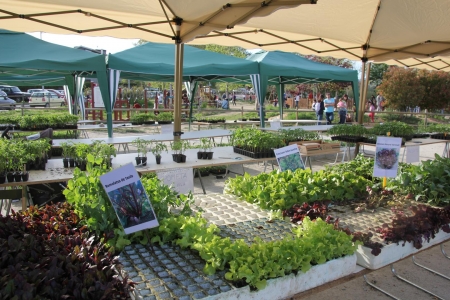 Venda de planter