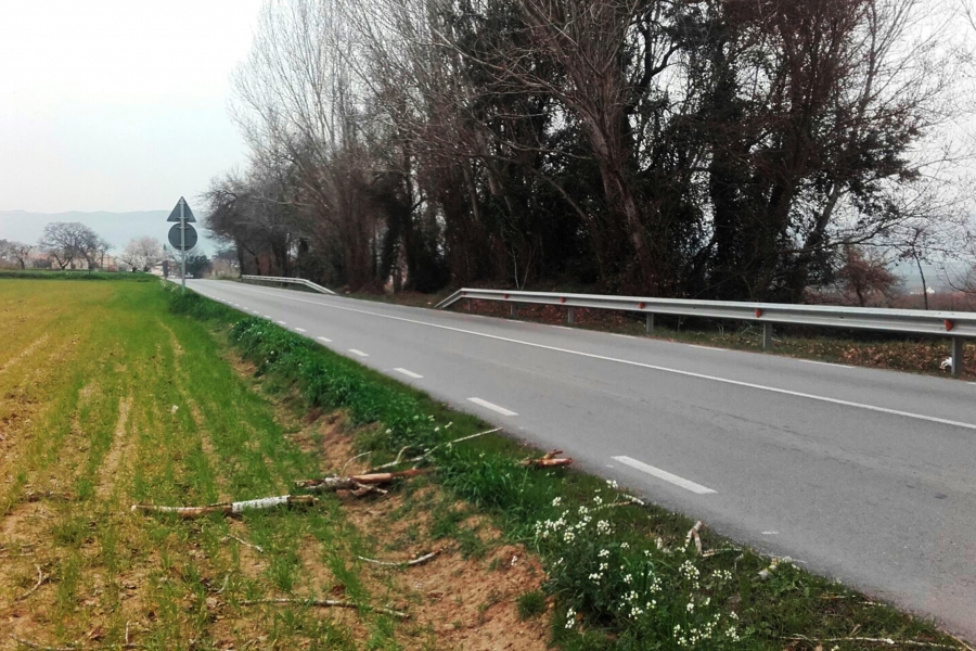 Poda i tala d'arbrat a la carretera de Barcelona