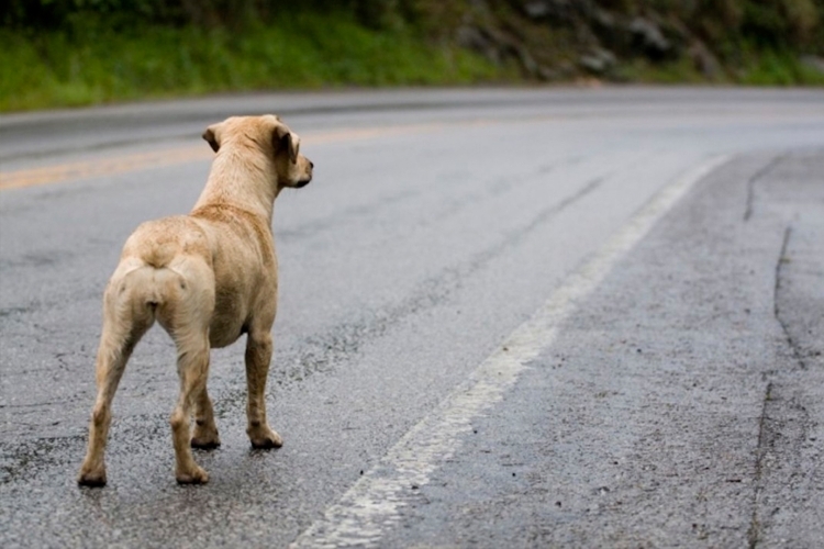 Animals de companyia a la via pública