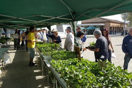 La fira va vendre 15.000 unitats de planter