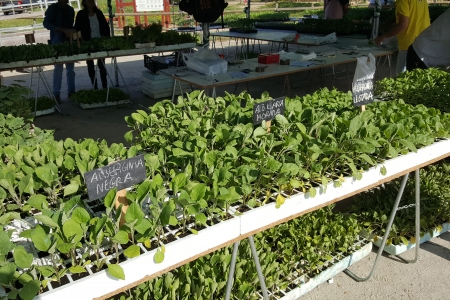Alguns dels productes de planter disponibles