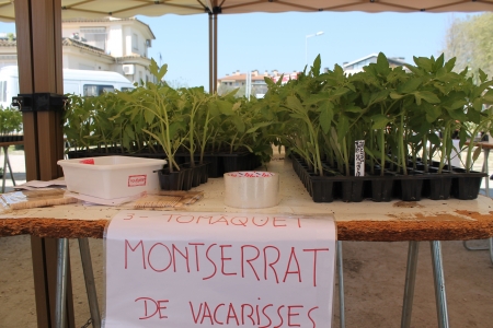 La fira va vendre tot tipus de planter