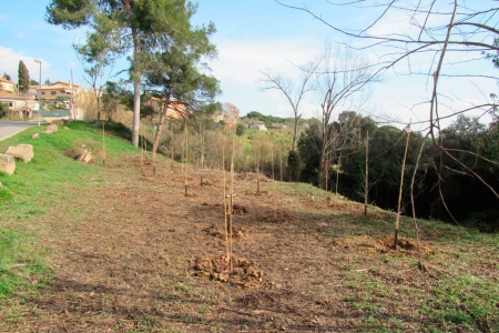 L'extracció dels pollancres ha permès plantar espècies autòctones